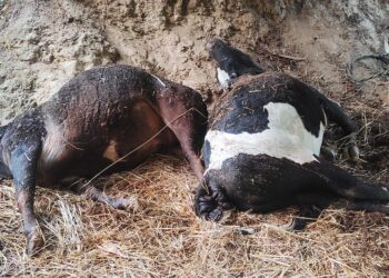 थलामा बाँधेका  हल गोरु चट्याङ लागेर मरे