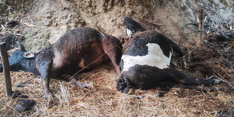 थलामा बाँधेका  हल गोरु चट्याङ लागेर मरे