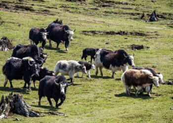 सोलुखुम्बुमा पहिलोपटक याक तथा चौँरी महोत्सव हुँदै 
