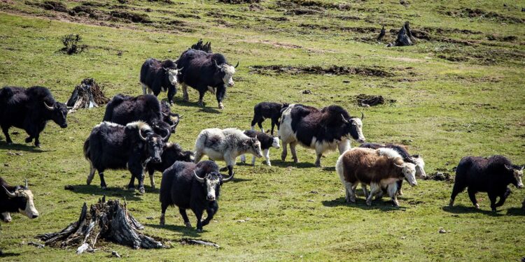 सोलुखुम्बुमा पहिलोपटक याक तथा चौँरी महोत्सव हुँदै 
