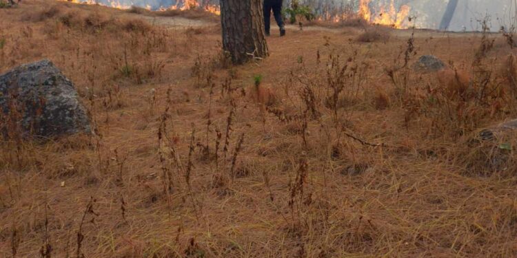थुलुङ दूधकोशी गाउँपालिकामा आगलागीबाट २० रोपनी जङ्गल जलेर नष्ट