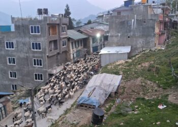 हिमाल उक्लँदै भेडाको बथान ……