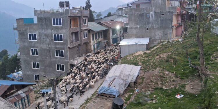 हिमाल उक्लँदै भेडाको बथान ……