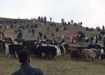 पिके बेसक्याम्पमा जारी चौँरी महोत्सवको आज दोश्रो दिन
