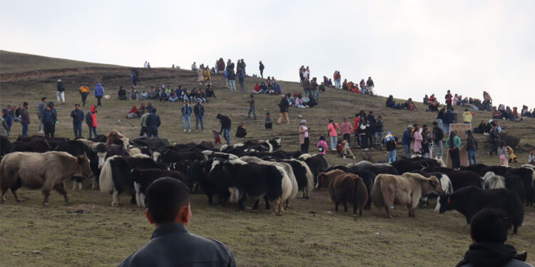 पिके बेसक्याम्पमा जारी चौँरी महोत्सवको आज दोश्रो दिन