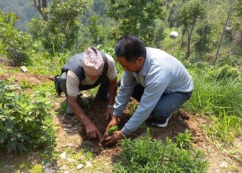 नेचासल्यानको एक विद्यालयमा १ सय बोट वृक्ष रोपियो