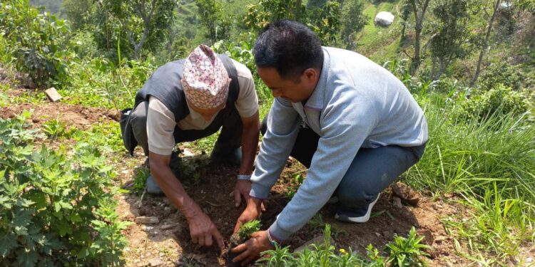 नेचासल्यानको एक विद्यालयमा १ सय बोट वृक्ष रोपियो