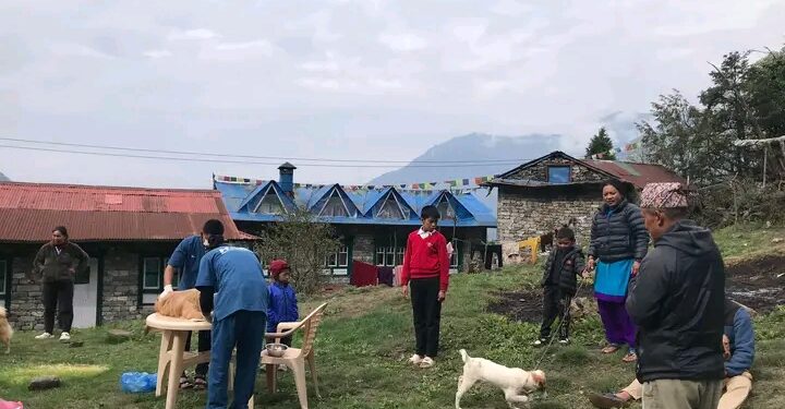खुम्बुमा कुकुर बन्ध्याकरण तथा रेबिज खोप कार्यक्रम जारी