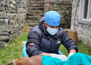 खुम्बु पासाङल्हामु गाउँपालिका : २४० वटा कुकुरको बन्ध्याकरण तथा रेबिज विरुद्धको खोप