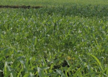 झण्डै एक महिना पछि परेको पानीले मकैबालीलाई राहत 