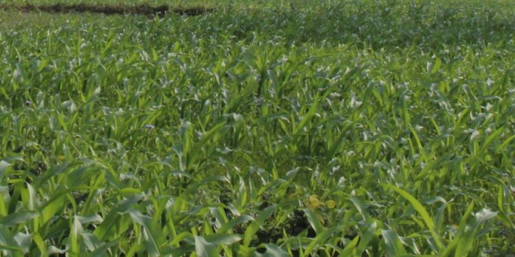 झण्डै एक महिना पछि परेको पानीले मकैबालीलाई राहत 