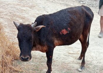 भयावह आगलागीमा निरिह प्राणी, उजाडियो घर, जले रहर