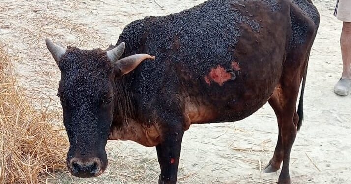 भयावह आगलागीमा निरिह प्राणी, उजाडियो घर, जले रहर