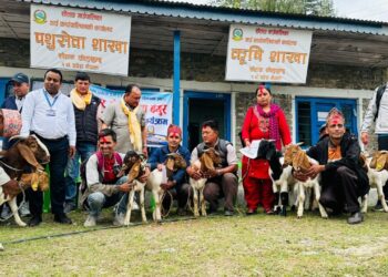 सोताङ गाउँपालिकाका किसानलाई बोयर बोका र सुँगुरका पाठा वितरण 