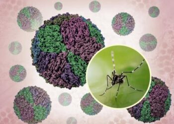 डेंगी सङ्क्रमणको समय नजिक आइरहँदा सतर्कता अपनाउन आग्रह 