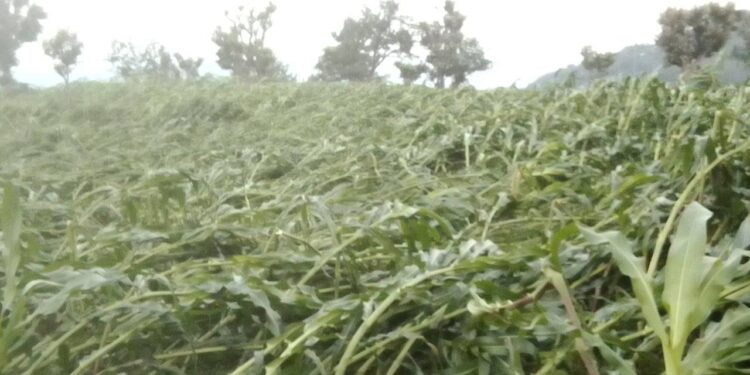 थुलुङका किसानको मकैबालीमा हावाहुरी सहित असिनाको बज्र 