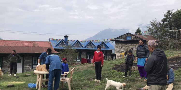 खुम्बुमा सामुदायिक तथा घरपालुवा कुकुरको व्यवस्थापन