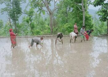 असार लाग्यो, सुरू भयो सोलुमा धान रोपाइँ