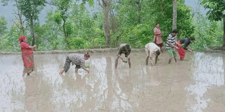 असार लाग्यो, सुरू भयो सोलुमा धान रोपाइँ