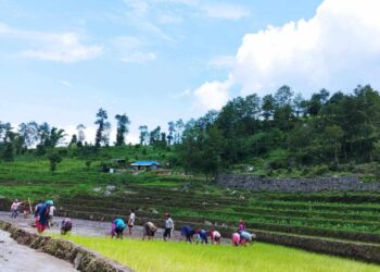 फाइल फाेटाे ।