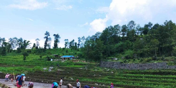 फाइल फाेटाे ।