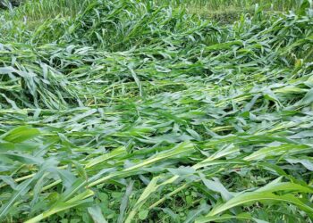 लट्टेबारी किसानको मकैवाली हावाहुरीले स्वाहा 