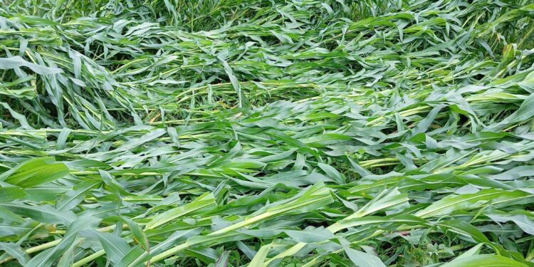 लट्टेबारी किसानको मकैवाली हावाहुरीले स्वाहा 