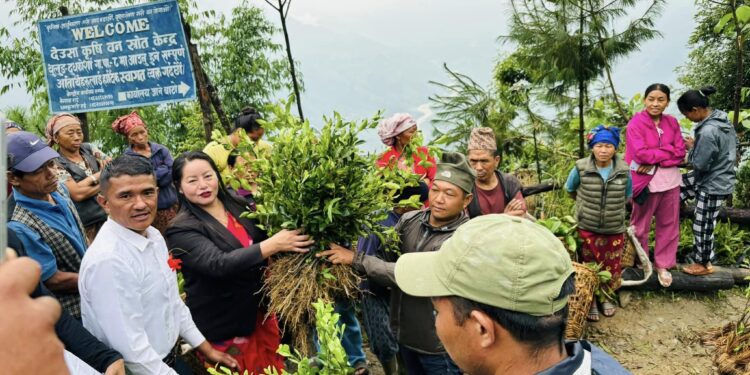 निः शुल्क विरुवा वितरण गर्दा थुलुङ दुधकोशीका किसान लाभान्वित