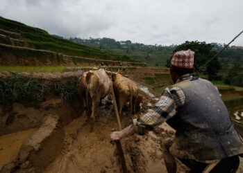 आज १२ औँ कृषक दिवस : कृषकमा निरासा, धरासायी पेशा