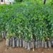 सोताङका नागरिकलाई २५ हजार विरुवा निः शुल्क