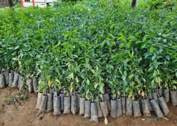 सब डिभिजन वन सोताङले गर्यो ६ हजार बढी बिरुवा निशुल्क वितरण