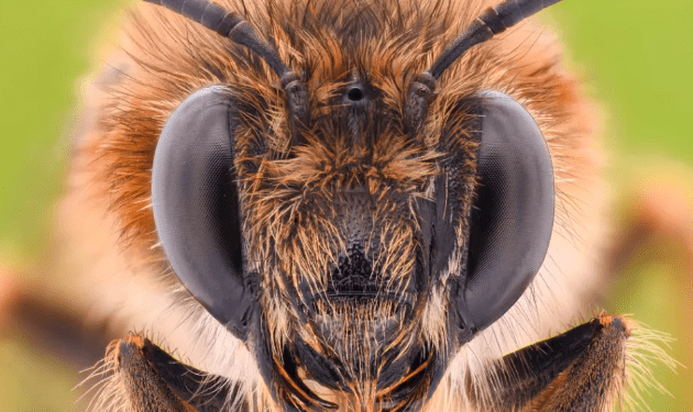 अरिंगालले टोकेर २४ वर्षीय युवकका ज्यान गयाे