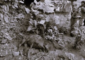 पहिरोमा परि म¥यो गर्भवती गाई, ३ घर पहिरोको जोखिममा