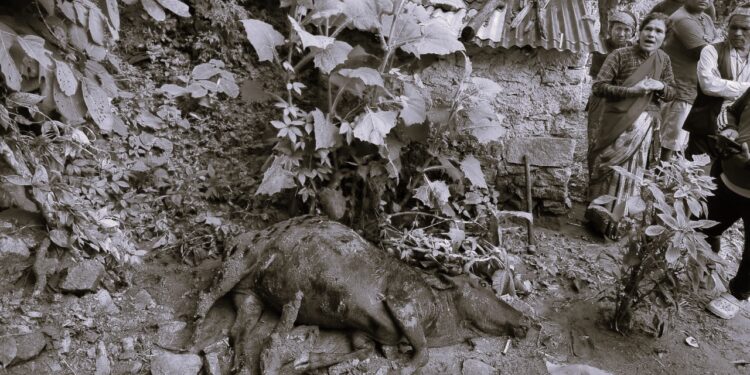 पहिरोमा परि म¥यो गर्भवती गाई, ३ घर पहिरोको जोखिममा