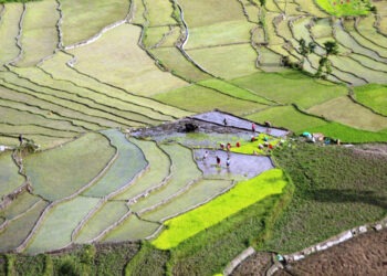 सोलुखुम्बुमा धान खेती घट्ने, अघिल्लो वर्षको तुलनामा ३ सय हेक्टर कम