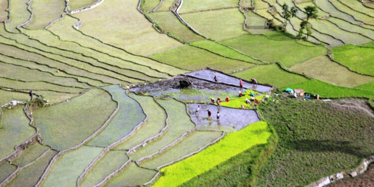 सोलुखुम्बुमा धान खेती घट्ने, अघिल्लो वर्षको तुलनामा ३ सय हेक्टर कम