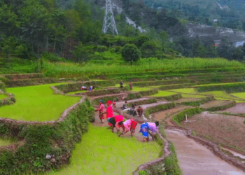 आज २१ औँ राष्ट्रिय धान दिवस, सोलुखुम्बुमा विभिन्न कार्यक्रम गरी मनाइँदै 