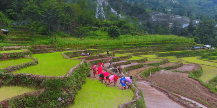 आज २१ औँ राष्ट्रिय धान दिवस, सोलुखुम्बुमा विभिन्न कार्यक्रम गरी मनाइँदै 