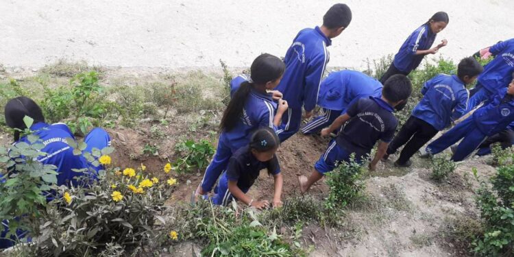काकु माविले रोप्यो विद्यालय क्षेत्रमा फलफुलका विरुवा