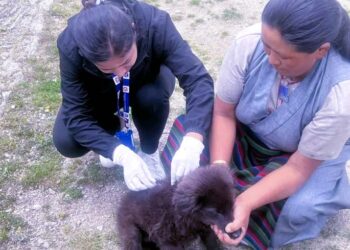 रेबिज संक्रमित कुकुरको डर, फाप्लुमा ३० वटा कुकुरलाई रेबिज खोप