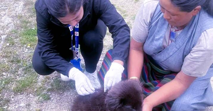 रेबिज संक्रमित कुकुरको डर, फाप्लुमा ३० वटा कुकुरलाई रेबिज खोप