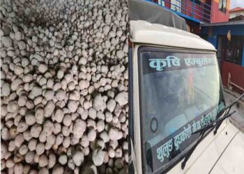 थुलुङ दुधकोशीले पु¥यायो देउसाका कृषकका आलु काठमाण्डौमा