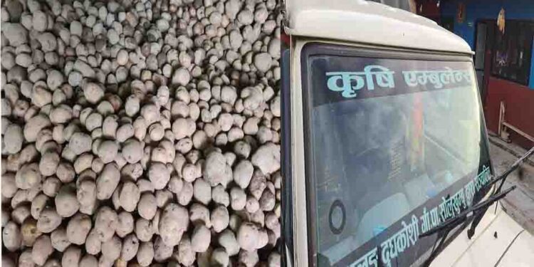 थुलुङ दुधकोशीले पु¥यायो देउसाका कृषकका आलु काठमाण्डौमा