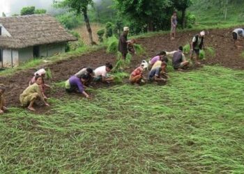 सोलुखुम्बुका किसानलाई कोदो रोप्ने चटारो