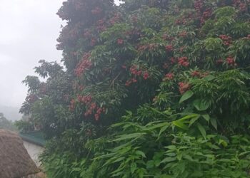 खोटाङमा १६८ मेट्रिक टन लिची उत्पादन, सबै भन्दा बढी रावाबेँसी गाउँपालिकामा