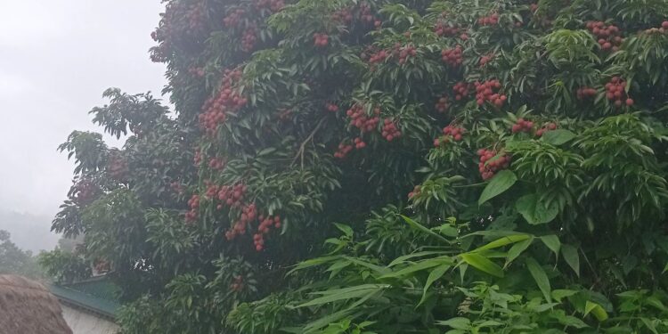 खोटाङमा १६८ मेट्रिक टन लिची उत्पादन, सबै भन्दा बढी रावाबेँसी गाउँपालिकामा