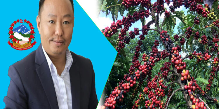  थुलुङ दुधकोशीः कफी प्रशोधनको तयारी अन्तिम चरणमा 