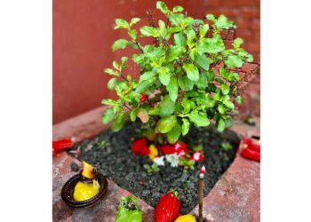 आज हरिशयनी एकादशी, घरघरमा तुलसीको बिरुवा सारिँदै