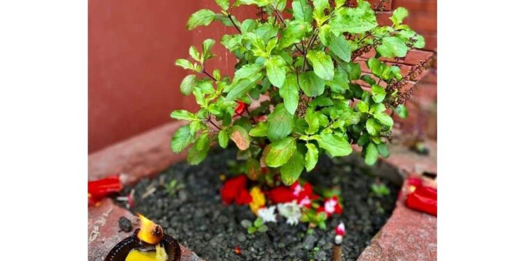 आज हरिशयनी एकादशी, घरघरमा तुलसीको बिरुवा सारिँदै