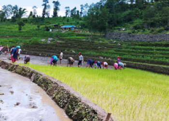सोलुखुम्बुको धान रोपाइँ ४८ प्रतिशत, कोशी  प्रदेशमा ३४ प्रतिशत सकियो 